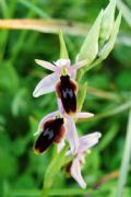 Ophrys lunulata